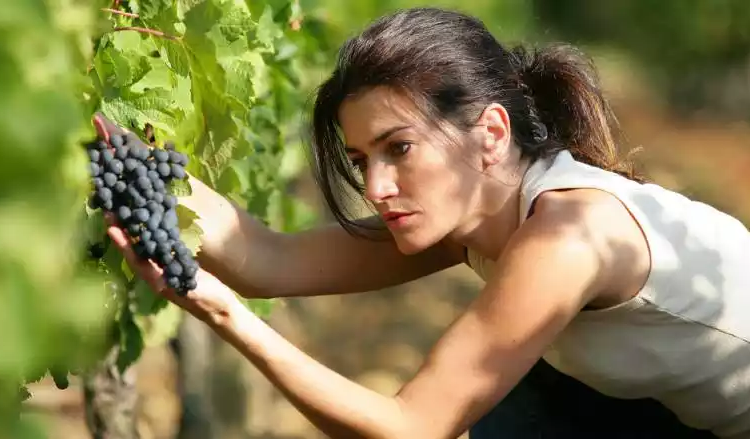 5 sfaturi pentru diminuarea făinării la vița de vie