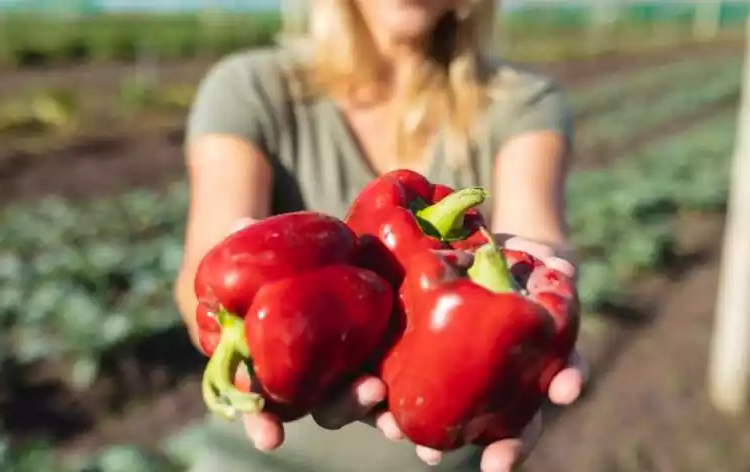 Tehnologia de cultură a ardeiului