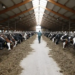 3 recomandări pentru fermieri pentru anul 2025