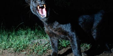 O panteră a dispărut în Bulgaria. Apeluri la 112 de la români din județul Giurgiu care cred că au văzut-o în zonă