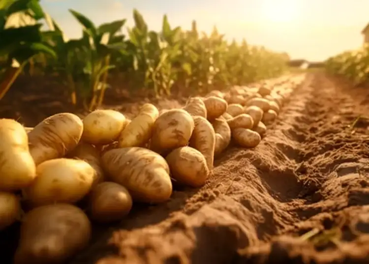 Ministrul Agriculturii a cerut ANAF să verifice de ce crește atât de mult prețul cartofilor