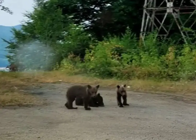 Puii ursoaicei împușcate pe Transfăgărașan nu mai pot fi găsiți. Ministrul Mediului: „Ar fi trebuit să fie relocați imediat după incident”