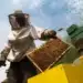 Apicultura românească traversează una dintre cele mai dificile perioade din ultimele decenii