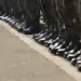 Românii, de acord cu introducerea stagiului militar pe bază de voluntariat. Cum se împart opiniile între votanții partidelor parlamentare