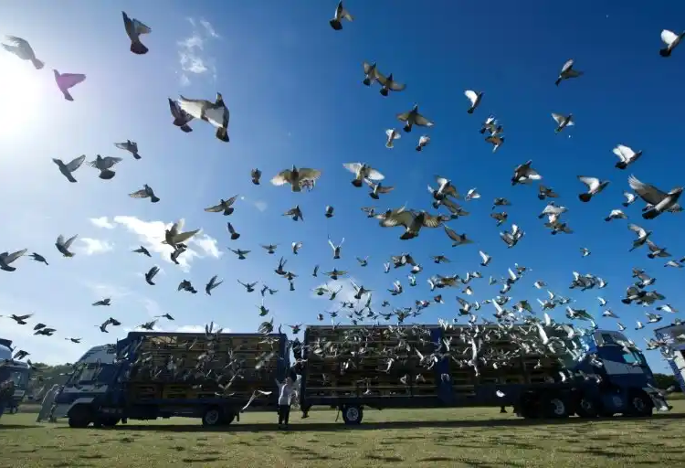 Diaspora românească: Mai mulți hoți români de porumbei ar putea fi puși la plată de milioane de euro!