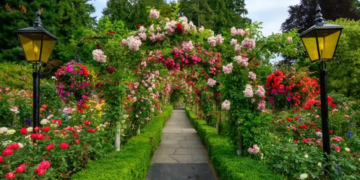 Alegerea speciilor de trandafiri pentru gradina