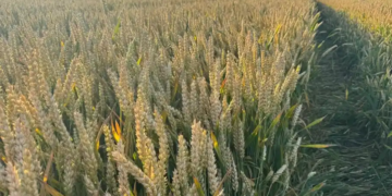 Fermierii români cresc productivitatea culturilor de cereale prin protecția timpurie