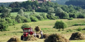 Mureș: Program-pilot de acordare a 200 de euro pe hectar la Apold pentru păstrarea biodiversității fânețelor